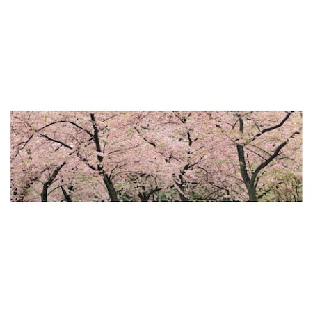 Gregory O'hanlon 'Spring Time Impressions' Canvas Art,8x24